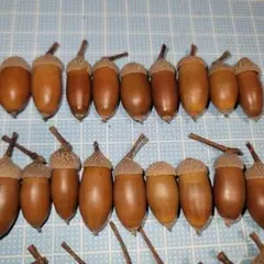 s　どんぐり　70個　帽子接着済み　うろこ模様のどんぐり帽子