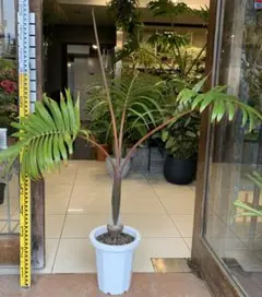 2025年最新】トックリヤシの人気アイテム - メルカリ