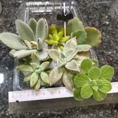 2025年最新】多肉植物 朧月の人気アイテム - メルカリ