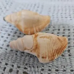 天然貝殻 アラフラオオニシ 標本用 インテリア素材 ✴約12cm - メルカリ