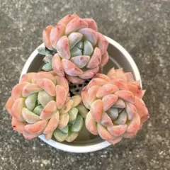 ていちゃん様 リクエスト 3点 おまとめ商品