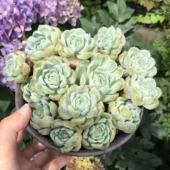 多肉植物 七福神 10株 抜き苗 - メルカリ