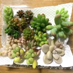 多肉植物つぶつぶ系カット苗セット①のサムネイル