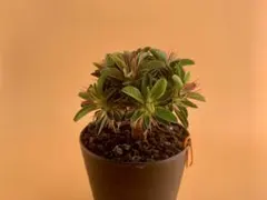 ユーフォルビア ギラウミニアナ 実生株 eg104 【鉢ごとメルカリ便】のサムネイル