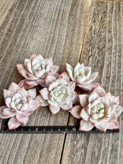 多肉植物 ☘️ブルーバード☘️韓国苗育成 抜き苗 c46 - メルカリ