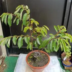 貴風盆栽、常盤柿、模様木、沢山の実付き やや傷や汚れあり 中品盆栽：常盤柿(ときわがき) 現品*カキ kaki 送料無料 : 遊恵