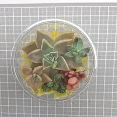 多肉植物　カット苗　エケベリア　セダム　５苗寄せ植えセット