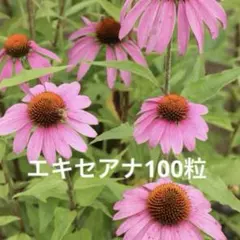 kotyako様 リクエスト 3点 まとめ商品