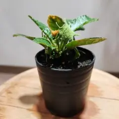 塊根植物☆ドルステニア フォエチダ52(鉢付き/実生)のサムネイル