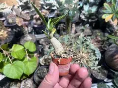 Makoto様 リクエスト 2点 まとめ商品