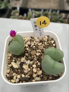 アレックス様 リクエスト 2点 まとめ商品