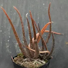 66.【札付き】アロア×ロメオ ルビン サボテン相談室 多肉植物