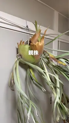 大人気品種 / 台湾産】ビカクシダ Bacteria バクテリア - メルカリ