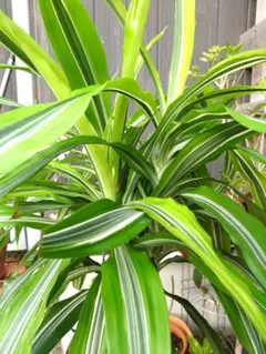 極楽とんぼ様 リクエスト 2点 まとめ商品