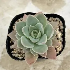 多肉植物 ラブリーローズ 抜き苗 - メルカリ
