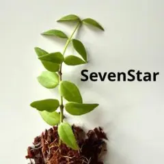 ホヤ　ベラ　セブンスター　Mのサムネイル