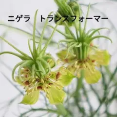 yocco様 リクエスト 2点 まとめ商品