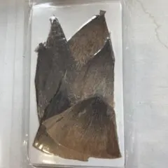 Item thumbnail for item 299d8b9e-4938-4b69-9ce3-bb67dae3bfa2