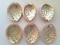 と27　日本海産天然あわび貝殻6枚まとめ売り♪送料込み♪