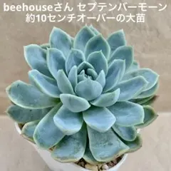 beehouseさんクローン❊エケベリア セプテンバーモーン(約10cm大苗のサムネイル