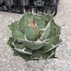 Agave 'Sierra Azul' アガベ シエラアズール - メルカリ