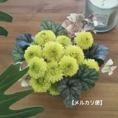 【メルカリ便配送】　3本　ポンポンマム　挿木苗　ライムグリーン　菊苗　マムのサムネイル