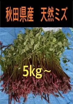 山菜 ミズ 5キロ以上 新潟県産 採れたて新鮮発送 - メルカリ