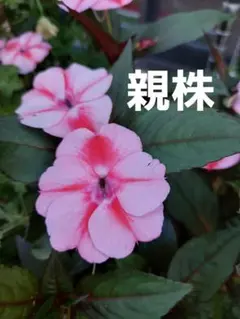 サンパチェンス　1苗　花蕾付きポットのまま発送のサムネイル
