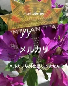 アルストロメリア 苗 ②インティカンチャ インディゴ 球根 抜き苗