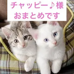 チャッピー♪様 リクエスト 4点 まとめ商品