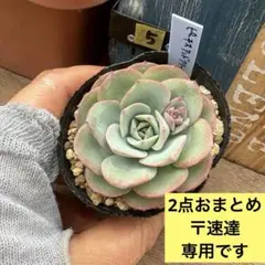 ひろこ様 リクエスト 2点 まとめ商品