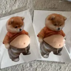 柴犬 お腹 可愛い ぷにぷにシール　2枚セット