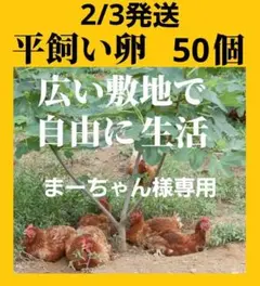 平飼い卵50個2/3常温発送まーちゃん様専用