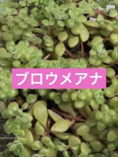 ブロウメアナ　多肉植物