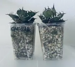 2025年最新】品種名：シーザー アガベの人気アイテム - メルカリ