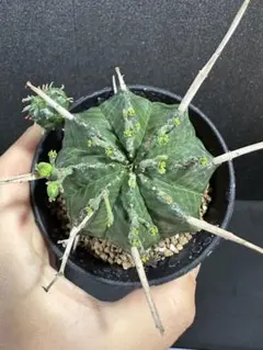 多肉植物 ユーフォルビア バリダゴブリン×螺旋バリダ - メルカリ
