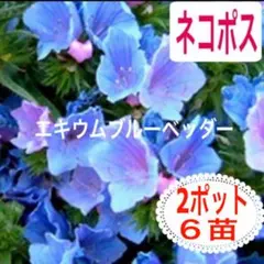 Leaf様 リクエスト 2点 まとめ商品