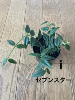 ホヤ セブンスター iのサムネイル