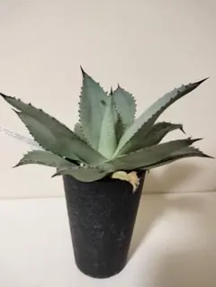 2026年最新】コロラータ アガベの人気アイテム - メルカリ