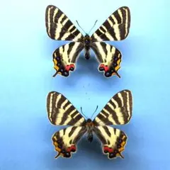 ル*様 欧州の美麗ピンクスズメガ ペア 標本 昆虫 蛾 - メルカリ