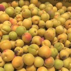 【訳アリ】 山形産 手摘み 農薬不使用 谷沢 梅 2kg超え 増量〜❗️ ⑩のサムネイル