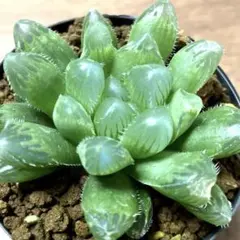 多肉植物 ハオルチア】ブラックオブツーサ 抜き苗 - メルカリ