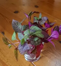 MIYABI48様 リクエスト 2点 まとめ商品