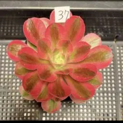 36#観葉植物アエオニウム錦❤️ピンクウィッチ錦❤️1大頭11cm 拔き苗