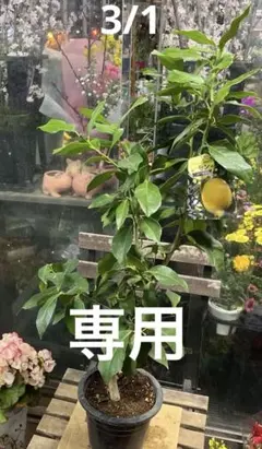 レモンの苗木　ユーレカ　6寸鉢ごと 苗　植物