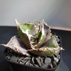 2392【鉢のまま発送】 アガベ チタノタ 白犀牛 - メルカリ