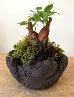 2026年最新】ガジュマル盆栽の人気アイテム - メルカリ