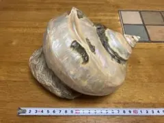大型 夜光貝 貝殻 真珠磨き 925g インテリア クラフト - メルカリ