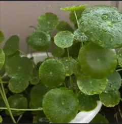 ウォーターマッシュルーム 水草 浮葉植物30本セットのサムネイル