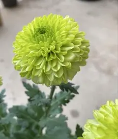 たぁー様 リクエスト 3点 まとめ商品